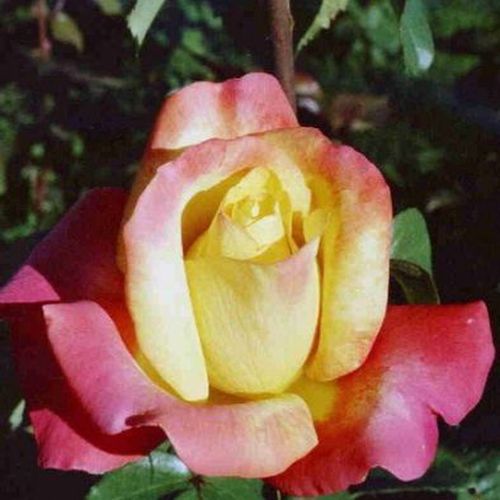 Rosa Horticolor™ - amarillo - rosa - Árbol de Rosas Híbrido de Té - rosal de pie alto- forma de corona de tallo recto